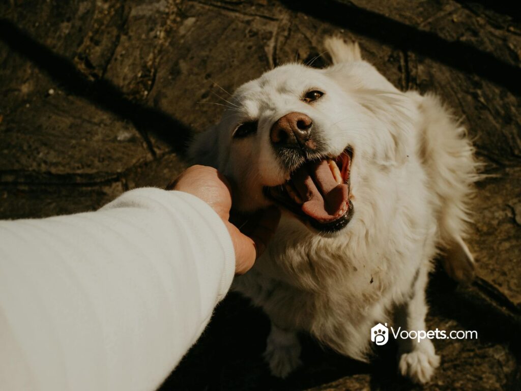 ¿HOTEL PARA MASCOTAS O GUARDERÍA? Diferencias que debes conocer.