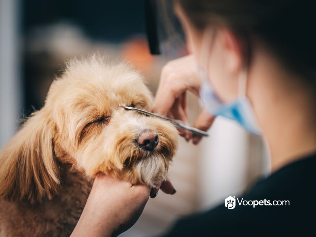 CÓMO ELEGIR UNA BUENA PELUQUERÍA CANINA: GUÍA PARA CUIDAR EL BIENESTAR DE TU PERRO.