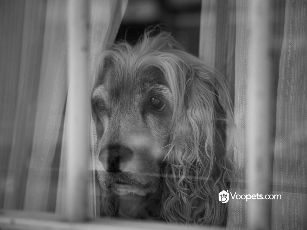 7 SEÑALES QUE INDICAN QUE TU MASCOTA NECESITA MÁS SOCIALIZACIÓN