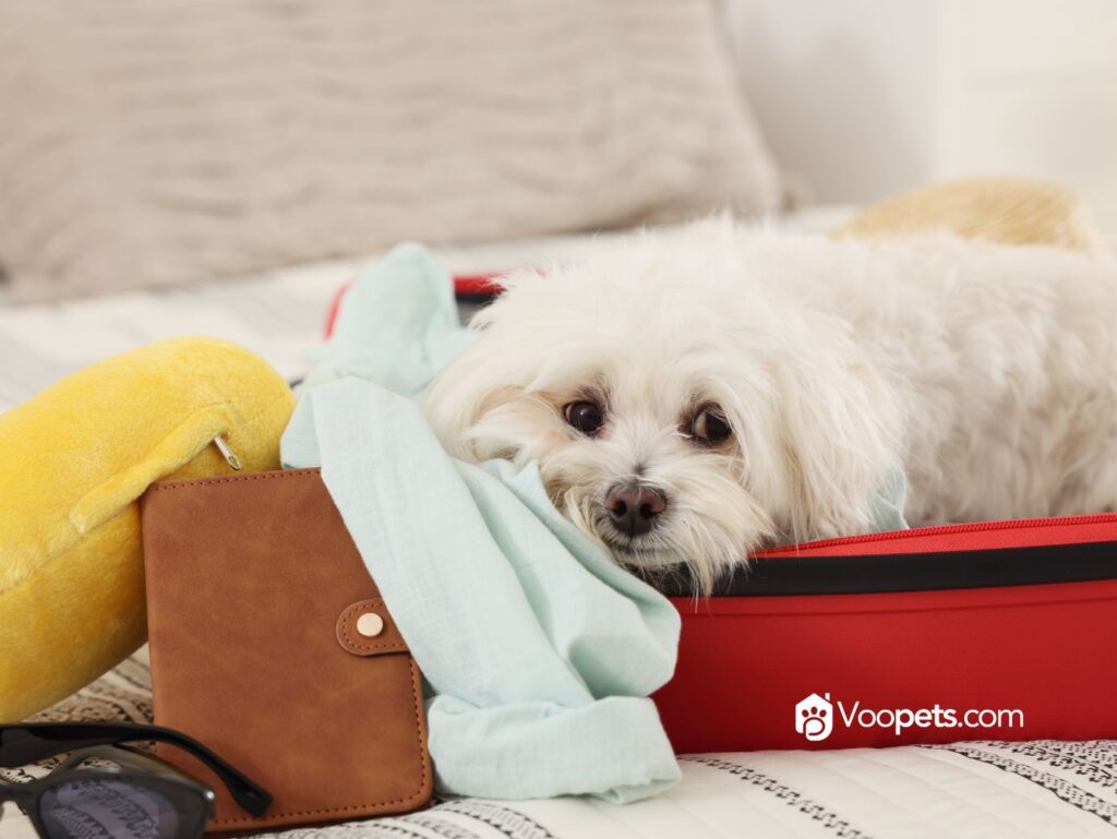 10 COSAS QUE TU PERRO PIENSA CUANDO TE VAS DE VIAJE