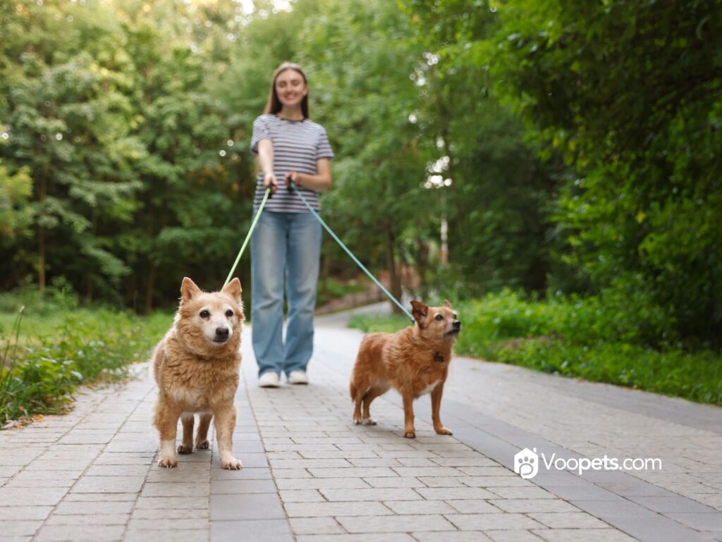 GUARDERÍA VS PASEOS: ¿QUÉ OPCIÓN ES MEJOR PARA TU MASCOTA?