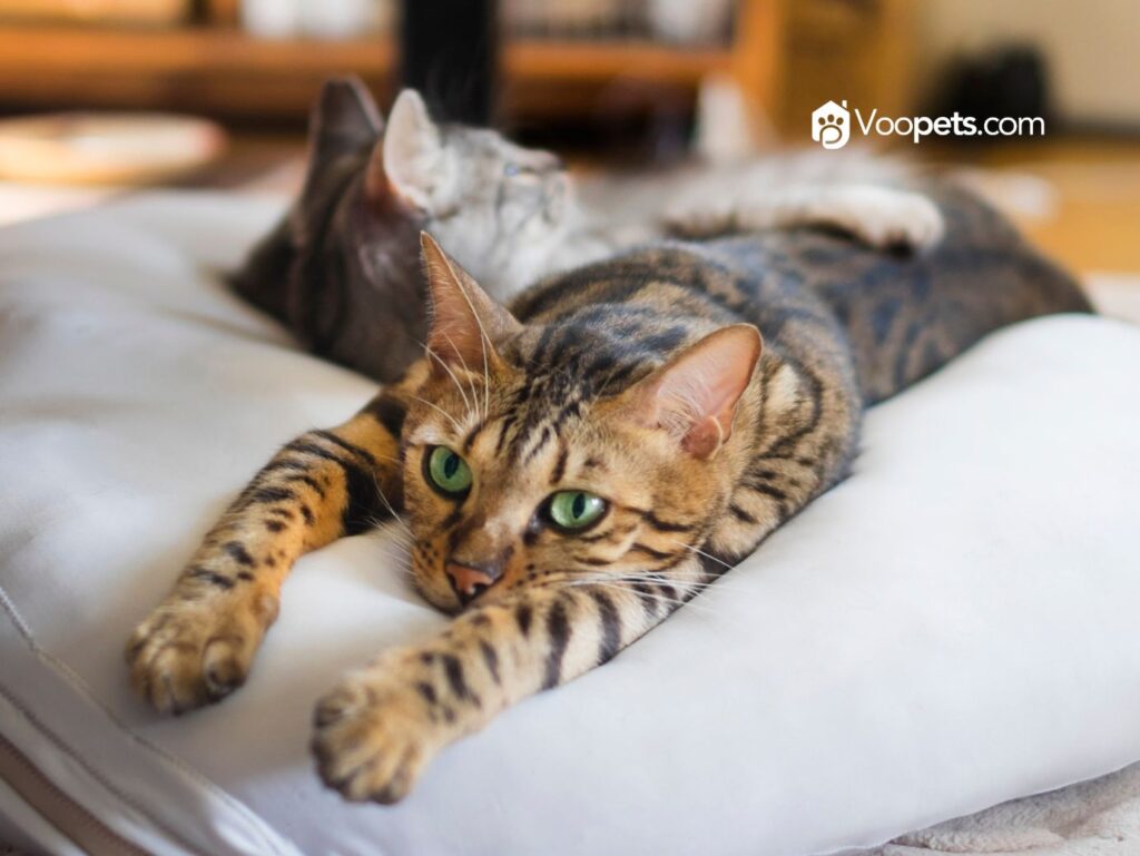 ¿PUEDE MI GATO QUEDARSE EN UN HOTEL PARA MASCOTAS?